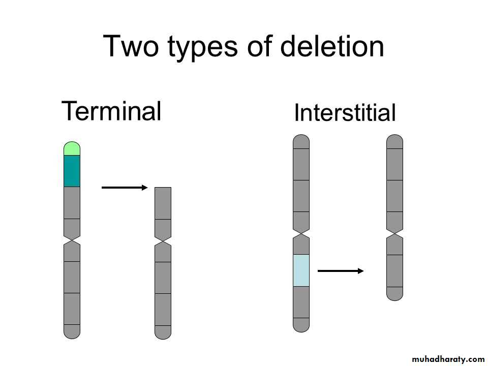 Genetics