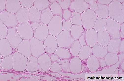 Neoplasia