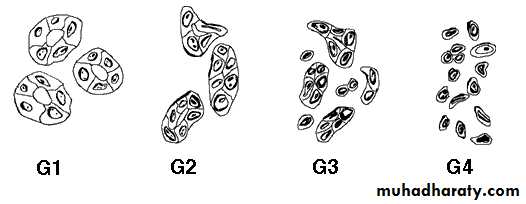 Neoplasia