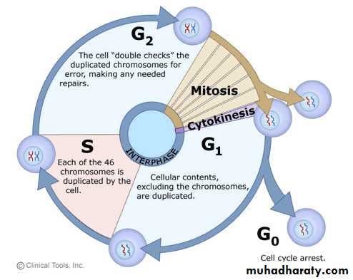 Neoplasia