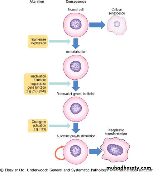 Neoplasia
