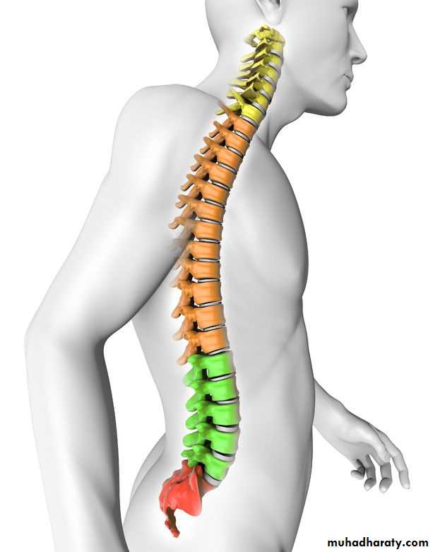 Spine Fractures