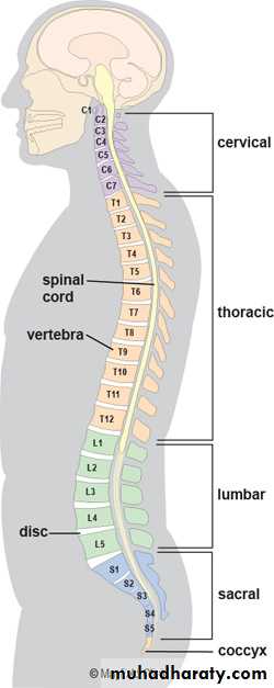 Spine Fractures