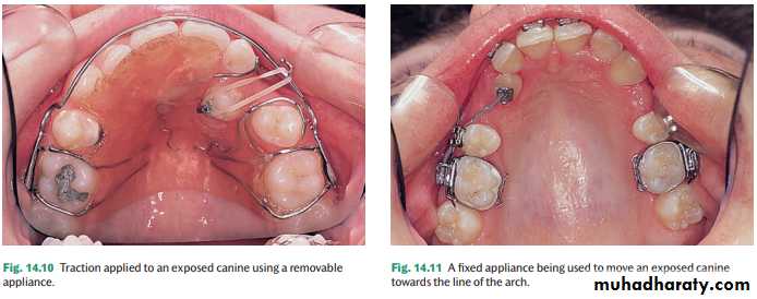 Canine