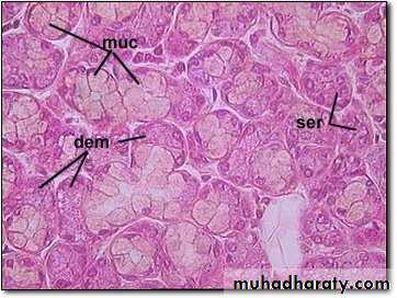 (Xerostomia (saliva