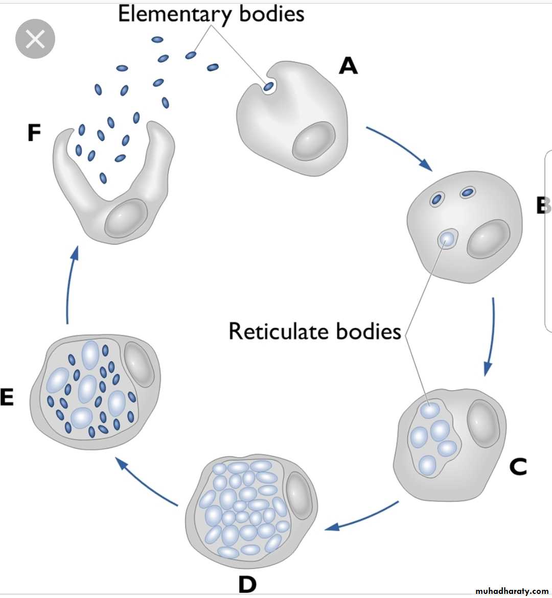 Infection