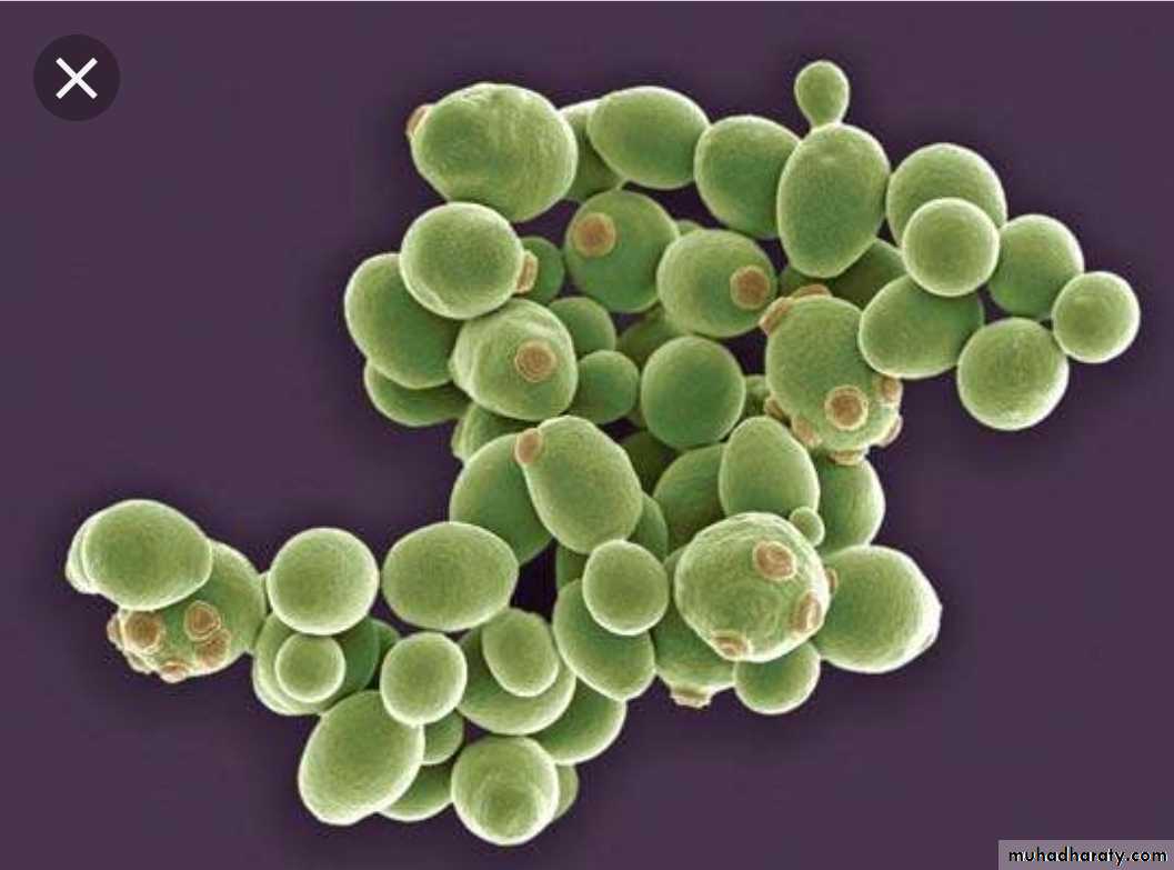 Infection