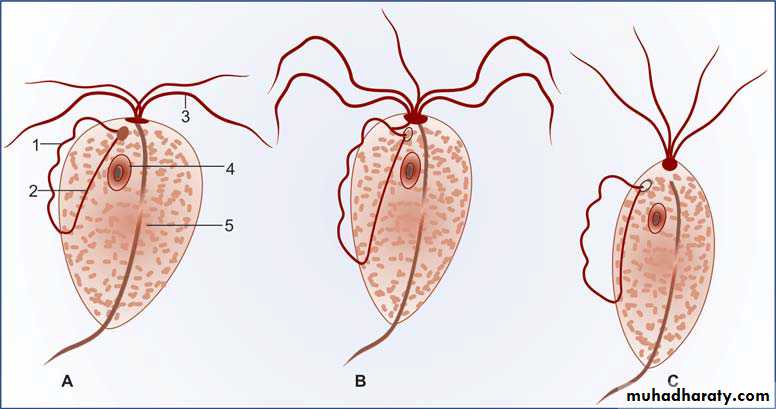 Parasitology