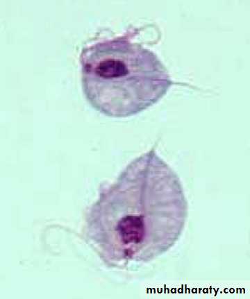 Parasitology