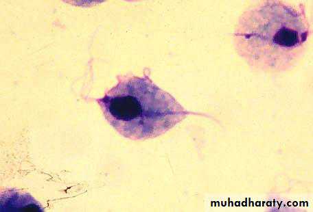 Parasitology