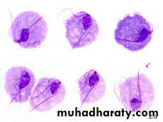 Parasitology