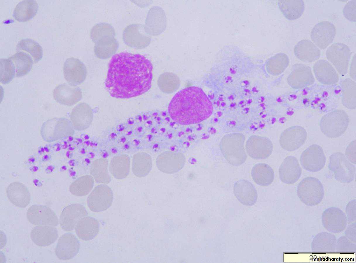 Parasitology