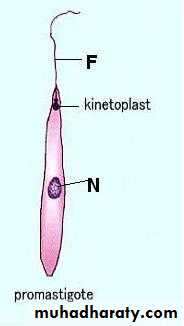 Parasitology