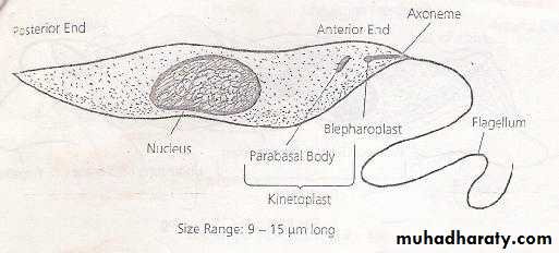 Parasitology