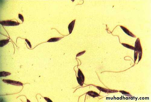 Parasitology