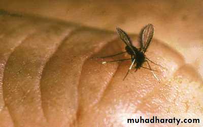 Parasitology