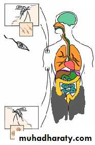 Parasitology