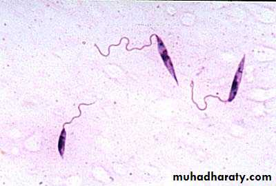 Parasitology