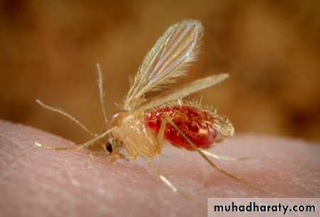 Parasitology