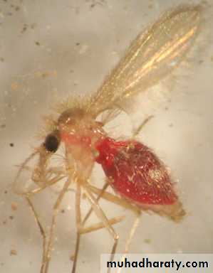 Parasitology