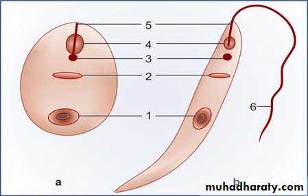 Parasitology