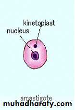 Parasitology
