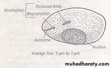Parasitology