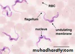Parasitology
