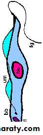 Parasitology