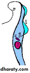 Parasitology