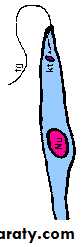Parasitology