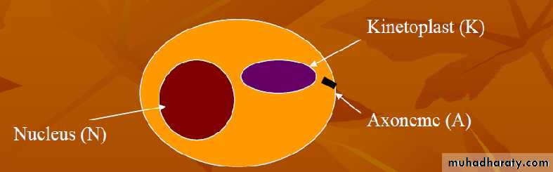 Parasitology