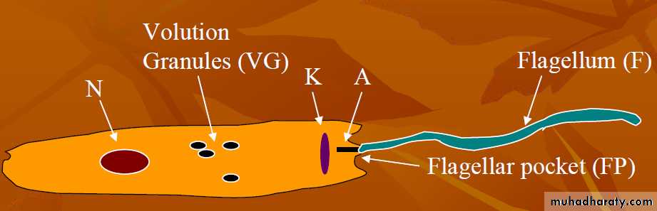 Parasitology