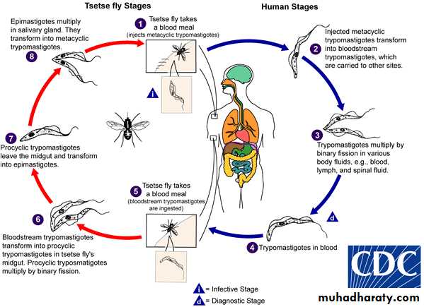 Parasitology