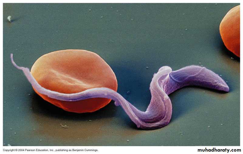 Parasitology