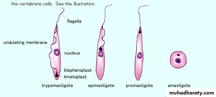 Parasitology