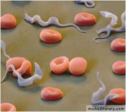 Parasitology
