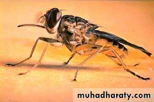 Parasitology