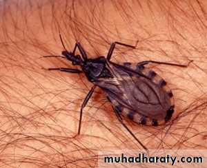 Parasitology
