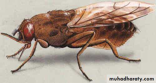 Parasitology