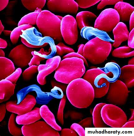 Parasitology