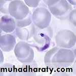 Parasitology