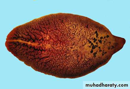 Parasitology
