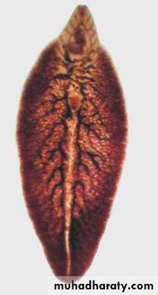 Parasitology