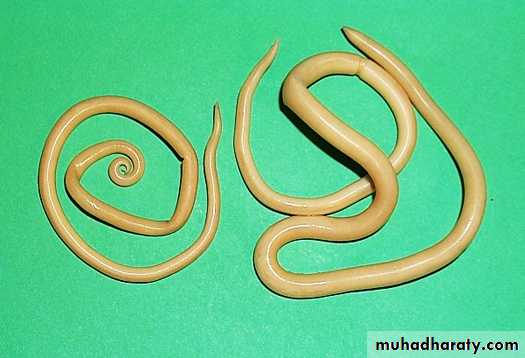 Parasitology