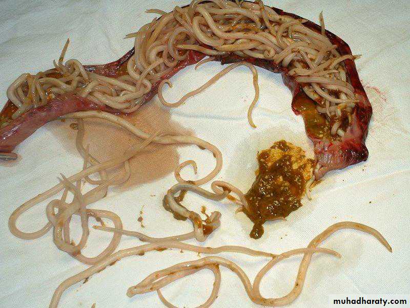 Parasitology