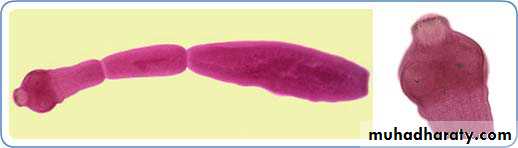 Parasitology