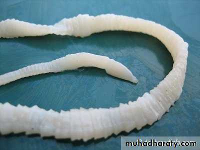 Parasitology