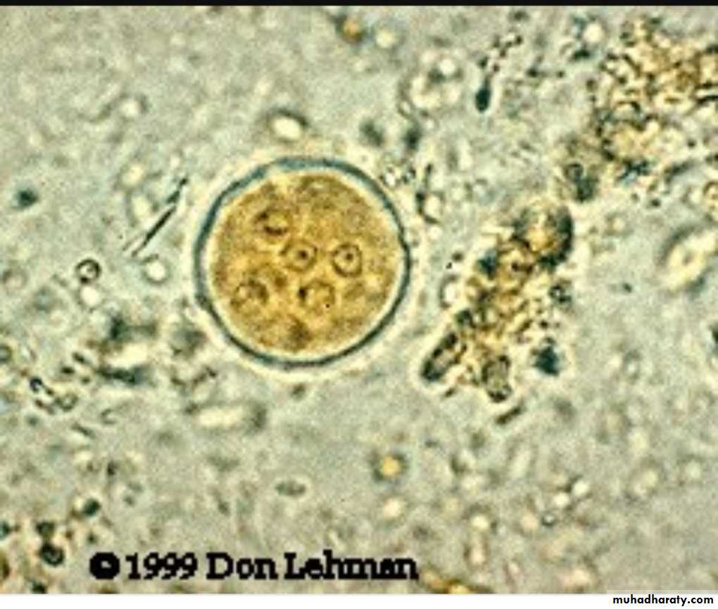 د.حنان