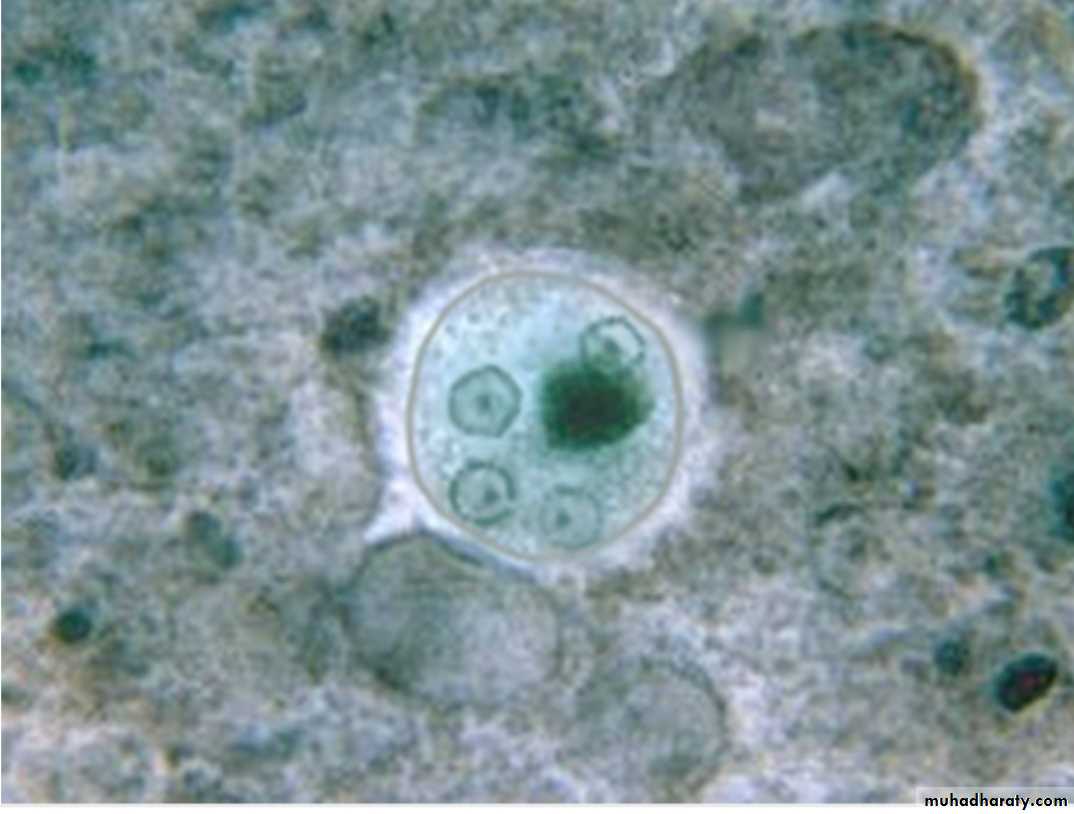 د.حنان